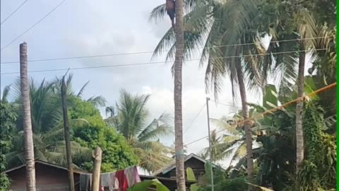Pilot in the coconut tree