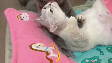 Funny Cats love