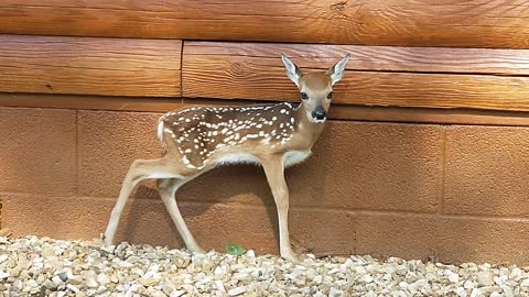 Fawn still with spots