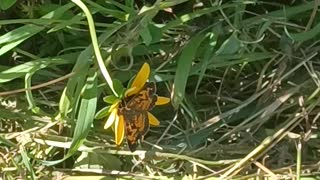 A Butterfly on a Sunny day