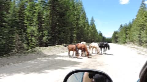 Wild Horses