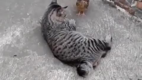 Cat VS Bird ..😂😂😂