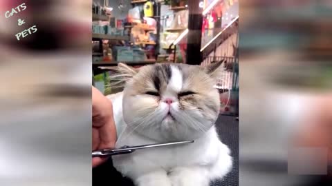 funny video of a cat and and other animals