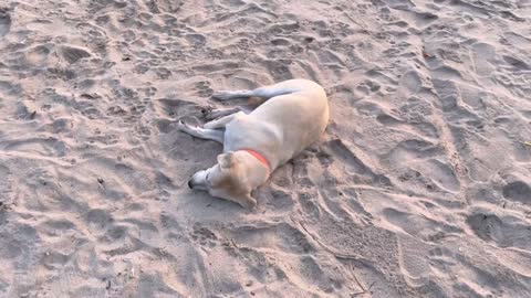 The dog is sunbathing on the beach
