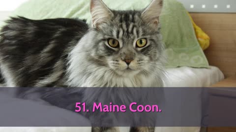 All Cat Breeds A-Z With Pics! (all 98 breeds in the world)