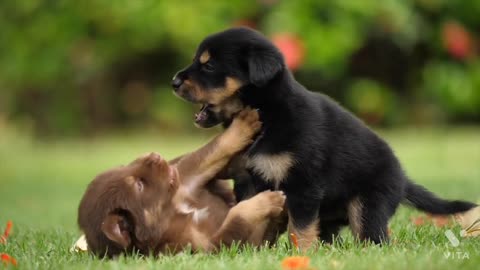 Funny dog play each other ,cutest dog