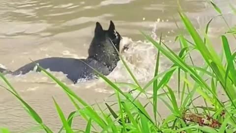 My dog likes to go down the river to catch fish, and he actually managed to bite one.