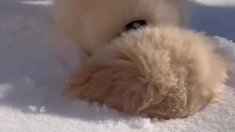 Snow and Puppies 🐕|| Play time For Puppies || Playing with Snow