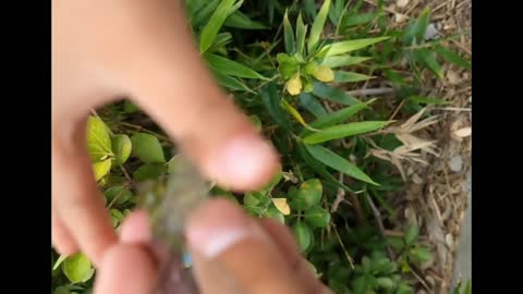 blue tail dragonfly