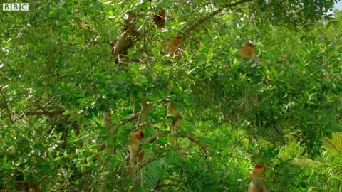 Proboscis Monkeys Leap Into Crocodile-Infested River | BBC Earth