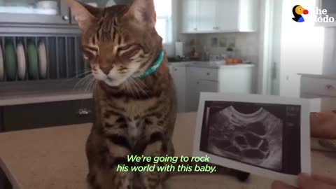 Cat Who Spent 18 Years As His Dad’s Only Child Gets A Human Brother ｜ The Dodo_p4