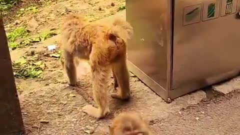 Monkey 🐒 Funny videos Funny Monkeys Compilation