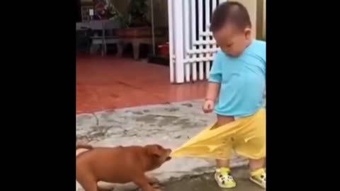 Funny dog videos try not to laugh impossible/ (new dog video)
