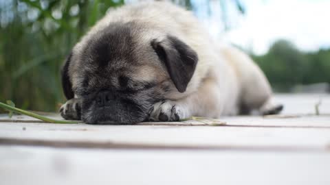 Exhausted Puppy Flops Down For A Nap After Playtime !🐶