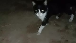 Cat with her kids in Darkness