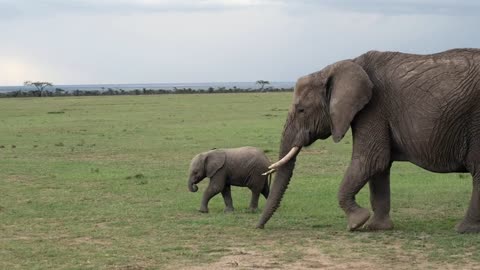 elephant baby has fun with his family