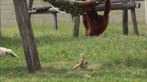 CUTE GIBBONS PLAYING