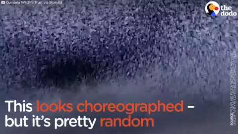 Watch These Birds Fly In The Most Perfect Formation
