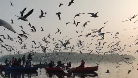 Watch an amazing video of a large flock of seagulls flying over a boat on the sea