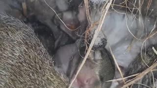 Squirrel Babies playing