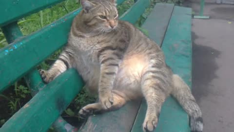 A fat cat is sitting on a bench. Funny videos.
