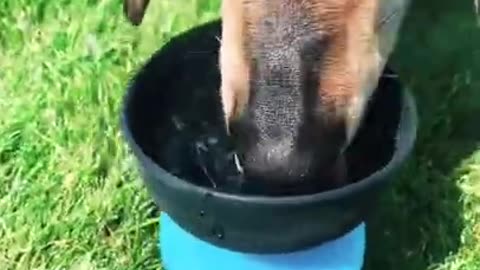 Dog water bottle