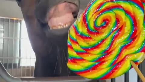 Eat lollipops