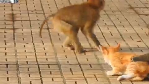 Monkey Vs Cats : Best Monkey Videos : Playing with Cats : Cat videos