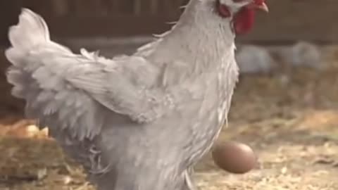 Funny chicken video 🐔😂 #short #chiken #funny