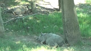 Caught the moment when two wild boars were sleeping soundly under the tree.