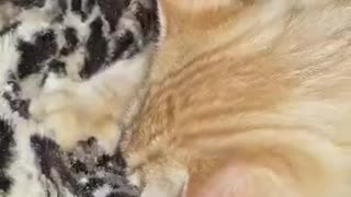 Cat Wool Sucking