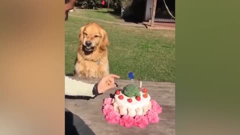 Dog Reaction to Cutting Cake 🤣 - Funny Dog Cake Reaction Compilation | Pets House