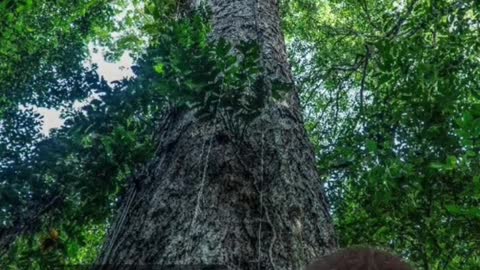 There's a tree in the Amazon that's so tall