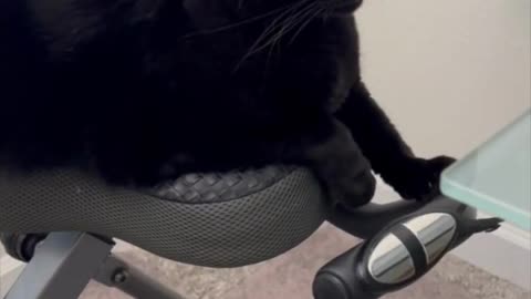 Adopting a Cat from a Shelter Vlog - Cute Precious Piper Chilling Out on the Exercise Bike #shorts