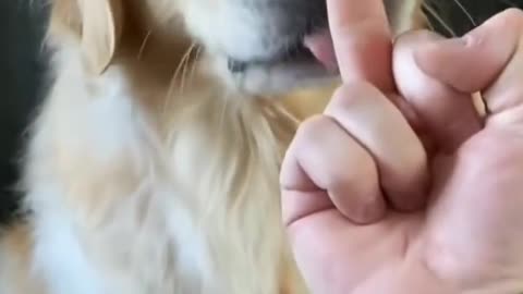 Dog funny videos 🤣🤣 try to not laugh🤣😂😅