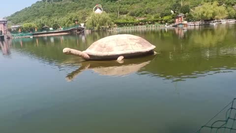 There is a big turtle in the water