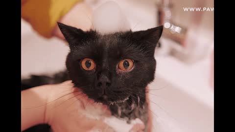 The little black cat has been barking while bathing