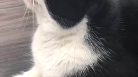 Cat singing