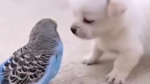 Cute Puppy❤Dog️🐶!! Puppy Dog Video