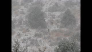 Fawn playing in the snow