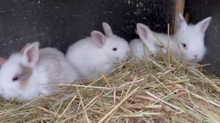 Rabbit Kittens