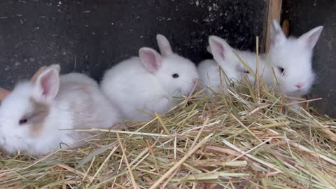 Rabbit Kittens