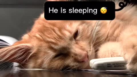 The cat was trying to 😴 but couldn't😱😱😱. Watch till the end😱😱