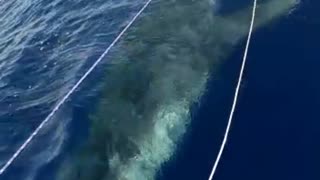 Whale shark Sat June 25 2021