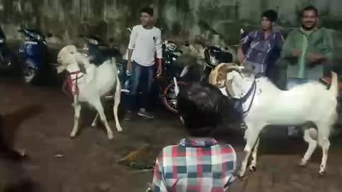 Goat eid goat Kurbani eid