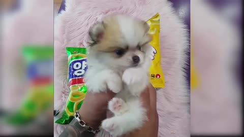 Baby Dogs - Cute and Funny Dog Videos Compilation #3 Aww Animals-