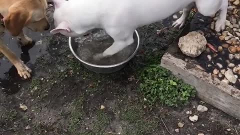 White dog digging water