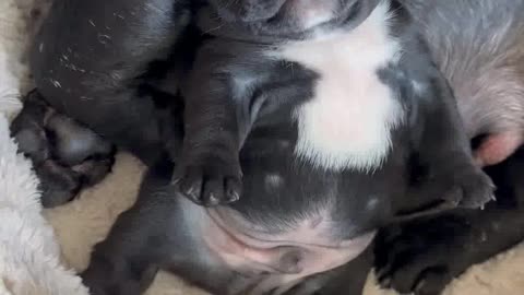 Puppy’s first bark - Frenchie puppies crying