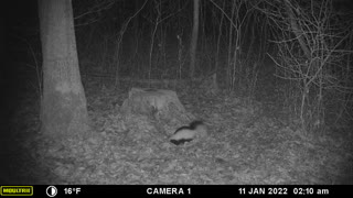 Skunk out looking for food