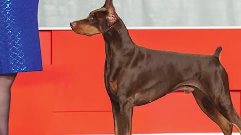 The Most Aggressive and Dangerous Dog Breeds in the World!